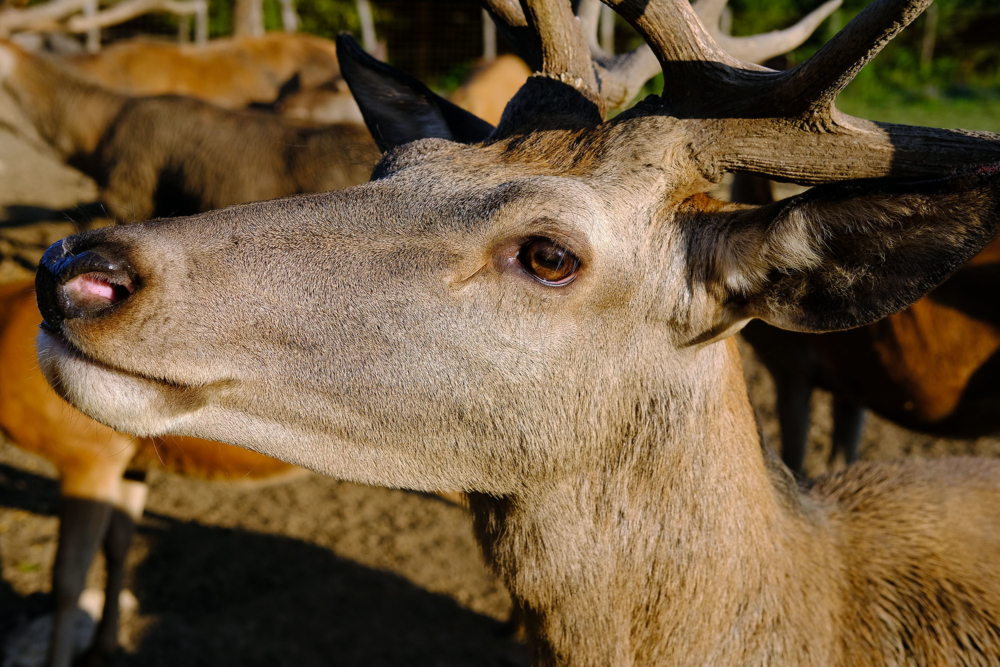 Deer valley_01