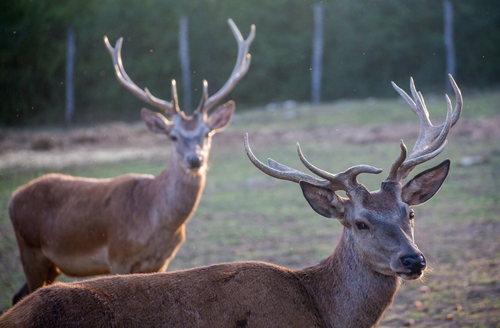 Deer valley_10